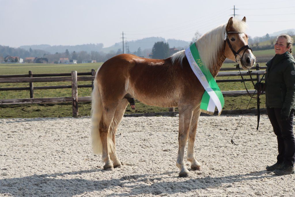 Haflingerverein Freiburg