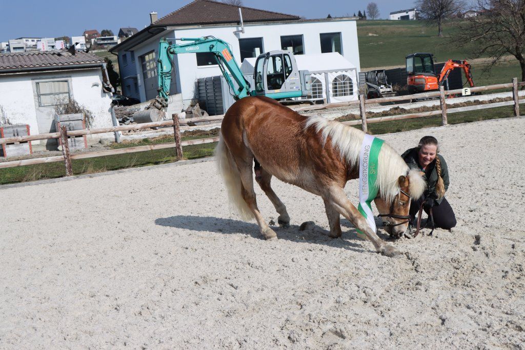 Haflingerverein Freiburg