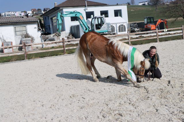 Haflingerverein Freiburg