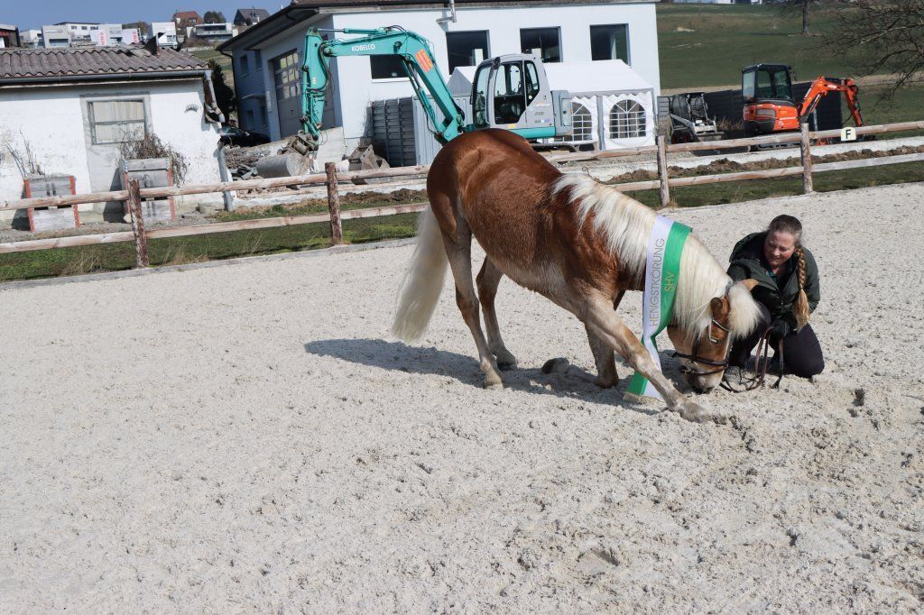 Haflingerverein Freiburg