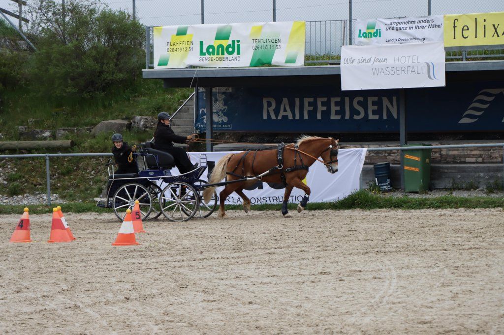 Haflingerverein Freiburg
