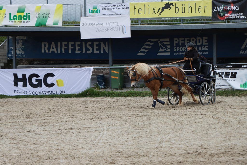 Haflingerverein Freiburg
