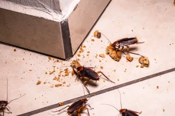 Cucarachas arrastrándose sobre migas y baldosas en el piso cerca de una pared.