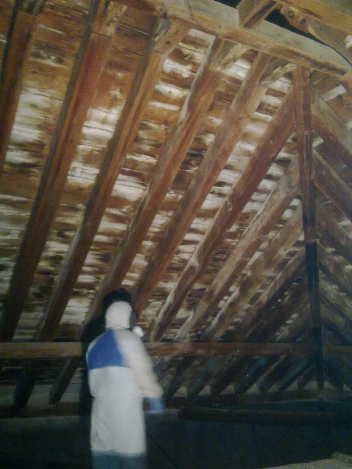 Persona con traje de protección rocía con aerosol las vigas del ático cubiertas de moho y hongos.