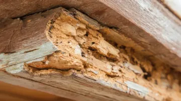 Viga de madera dañada con interior desmoronado de color canela.