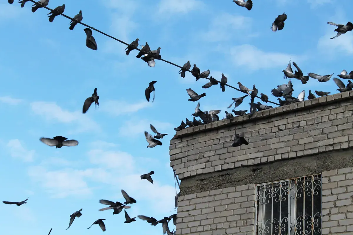 Pájaros posados ​​en un alambre y en un tejado, muchos de ellos en vuelo contra un cielo azul.