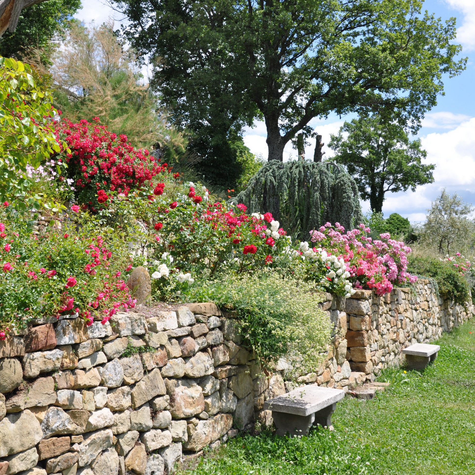 Mur de pierre avec des rosiers et des arbres vibrants dans un cadre de jardin ensoleillé.