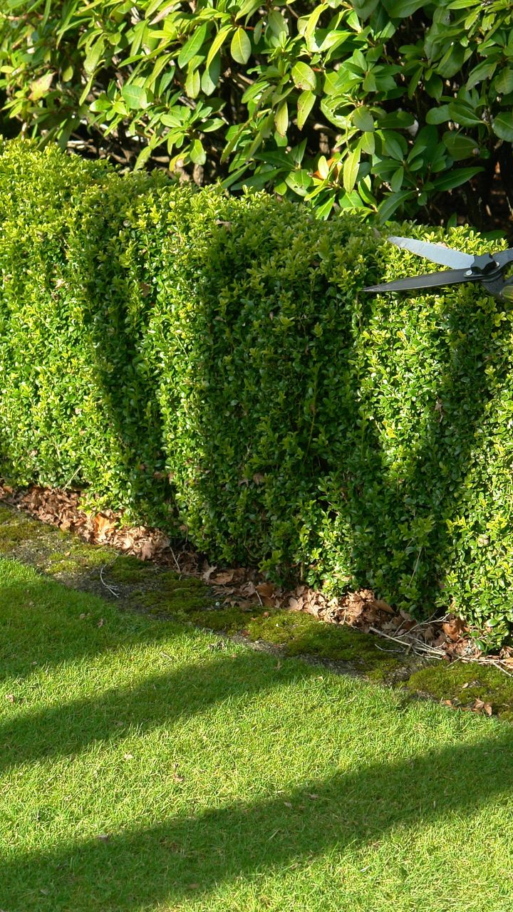 Haie taillée avec des cisailles, dans un jardin avec de l'herbe verte et du feuillage ensoleillé.