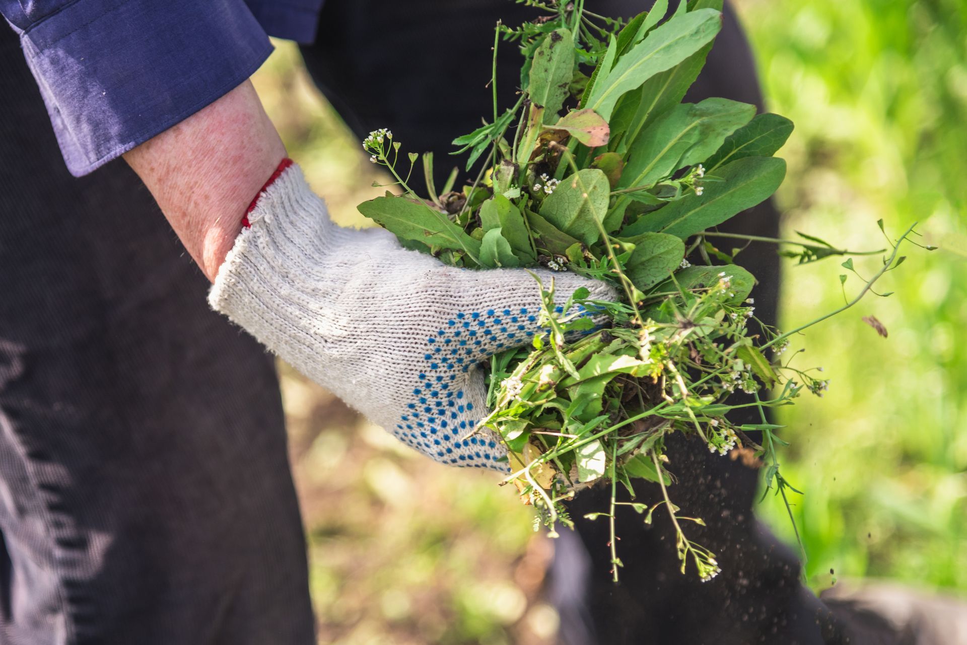Personne en chemise bleue et gants tenant une poignée de mauvaises herbes dans un jardin.