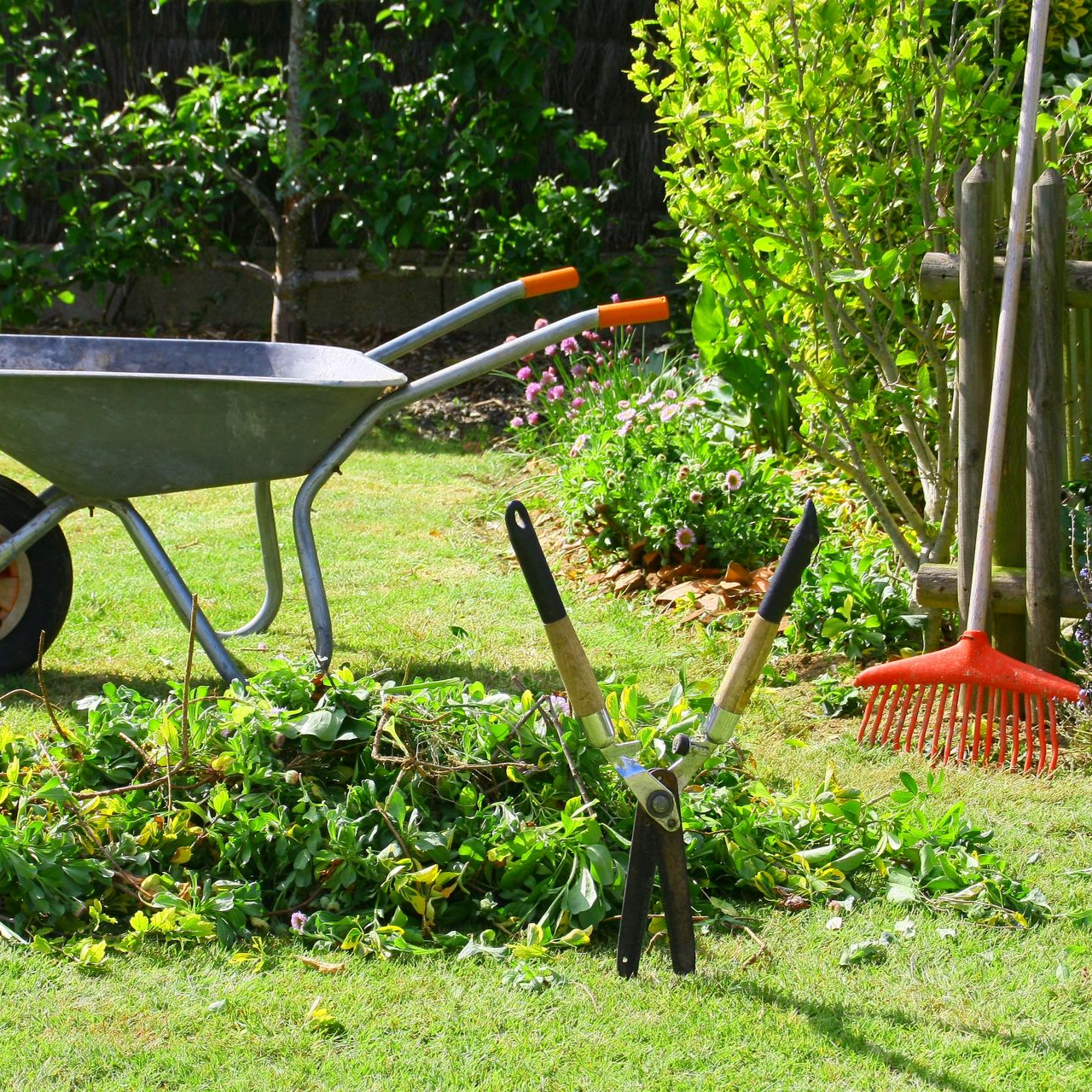 Brouette, cisaille de jardin et râteau dans un jardin, entouré de plantes taillées et d'herbe verte.