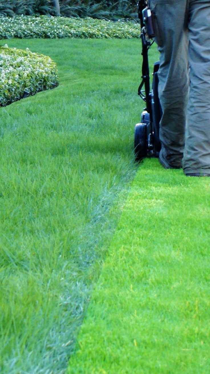Une personne borde la pelouse avec un coupe-bordures électrique, créant ainsi une bordure nette entre l'herbe et un parterre de fleurs.