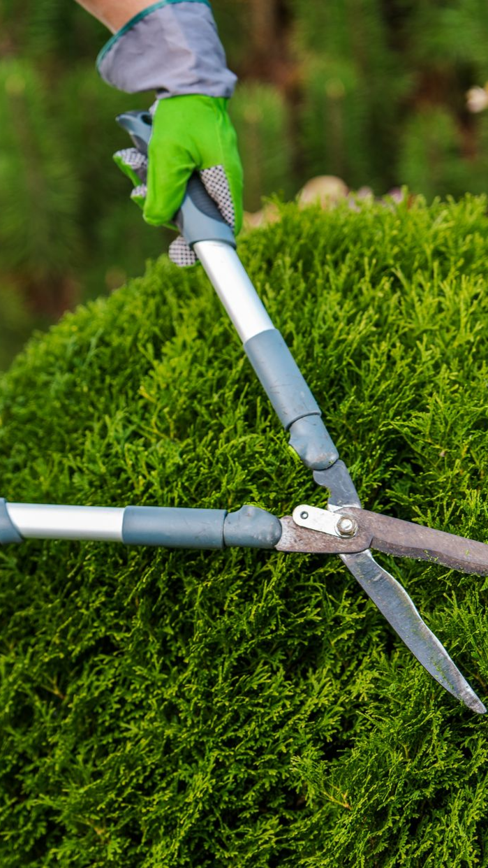 Personne taillant un buisson vert avec un sécateur à long manche, portant un gant vert.