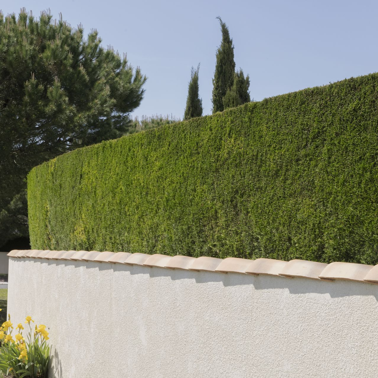 Haie verte au sommet d'un mur blanc, avec des arbres en arrière-plan et un ciel bleu.