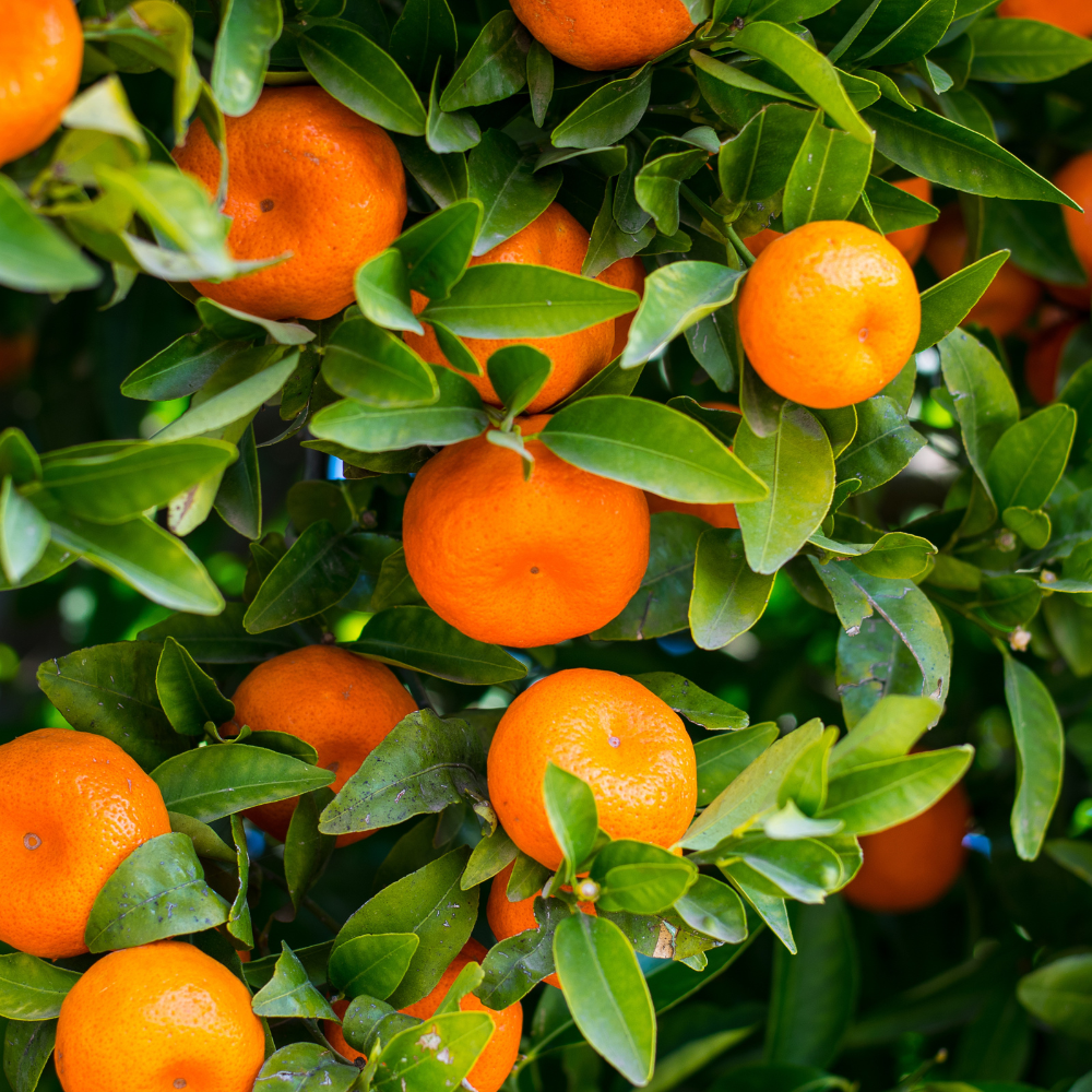 Un bouquet d'oranges suspendu à un arbre aux feuilles vertes