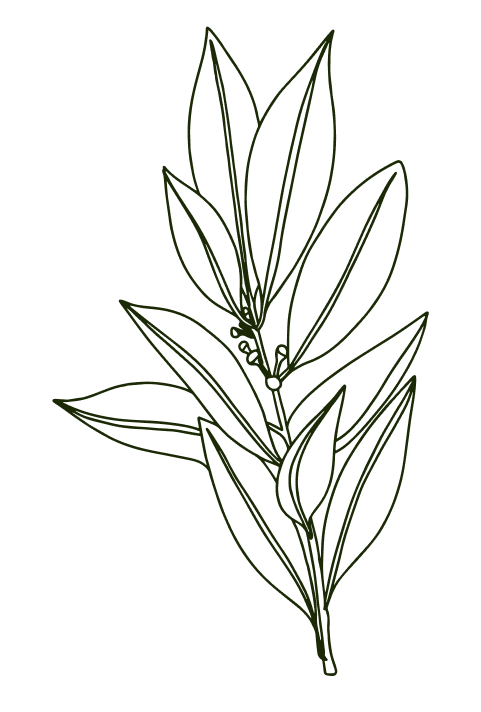 Un dessin en noir et blanc d'une plante avec des feuilles