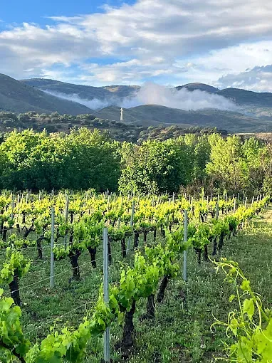 Un viñedo con montañas al fondo y árboles en primer plano.