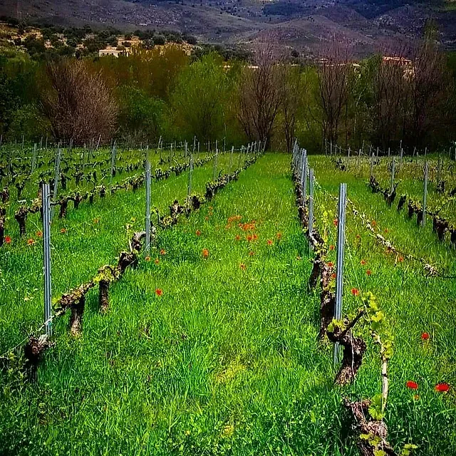 Hileras de vides crecen en un campo de hierba
