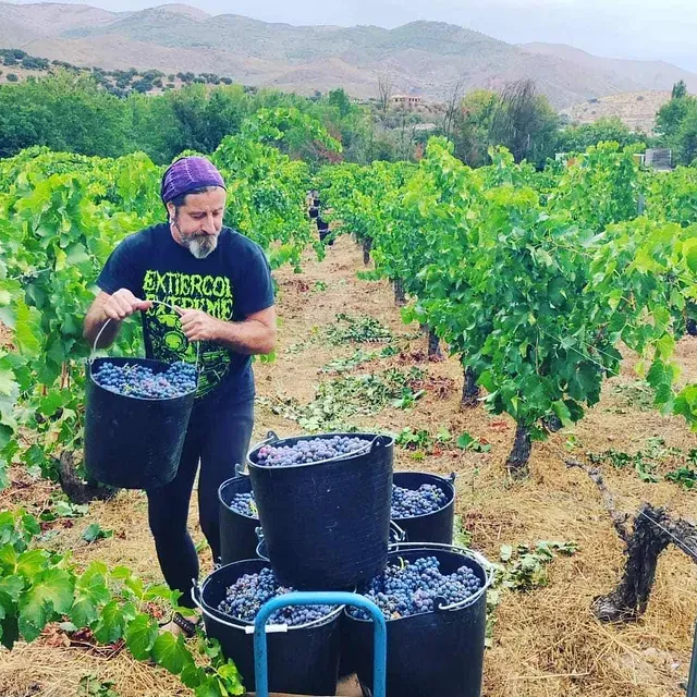 Un hombre lleva cubos de uvas en un viñedo.
