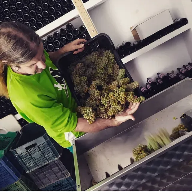 Una mujer con una camisa verde sostiene una bandeja de uvas.