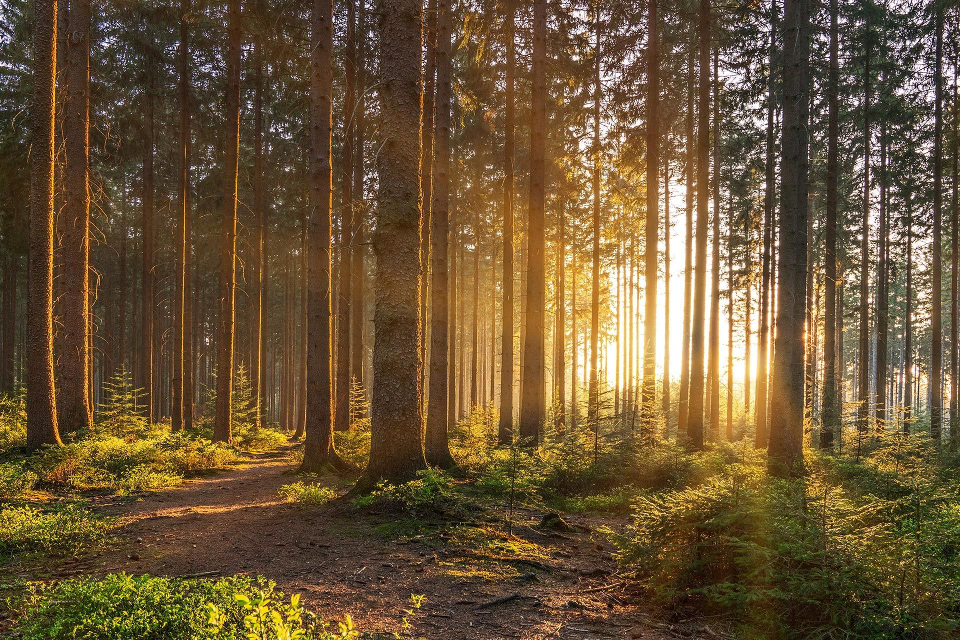 Die Sonne scheint durch die Bäume auf einer unbefestigten Straße