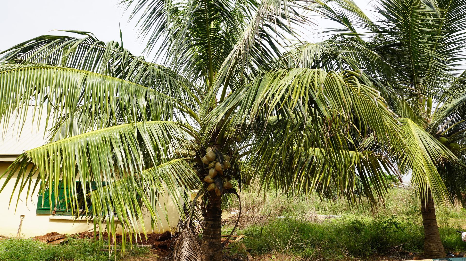 Palm trees in the Orchard