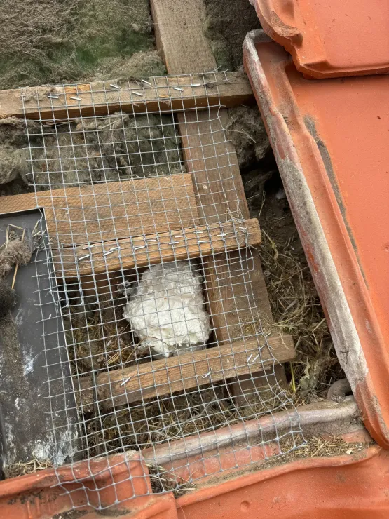 Gros plan sur un toit de briques recouvert de grillage et un petit animal niché au centre.