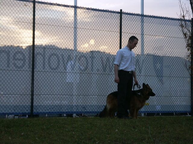 Person steht in der Abenddämmerung neben einem Deutschen Schäferhund an einem Maschendrahtzaun
