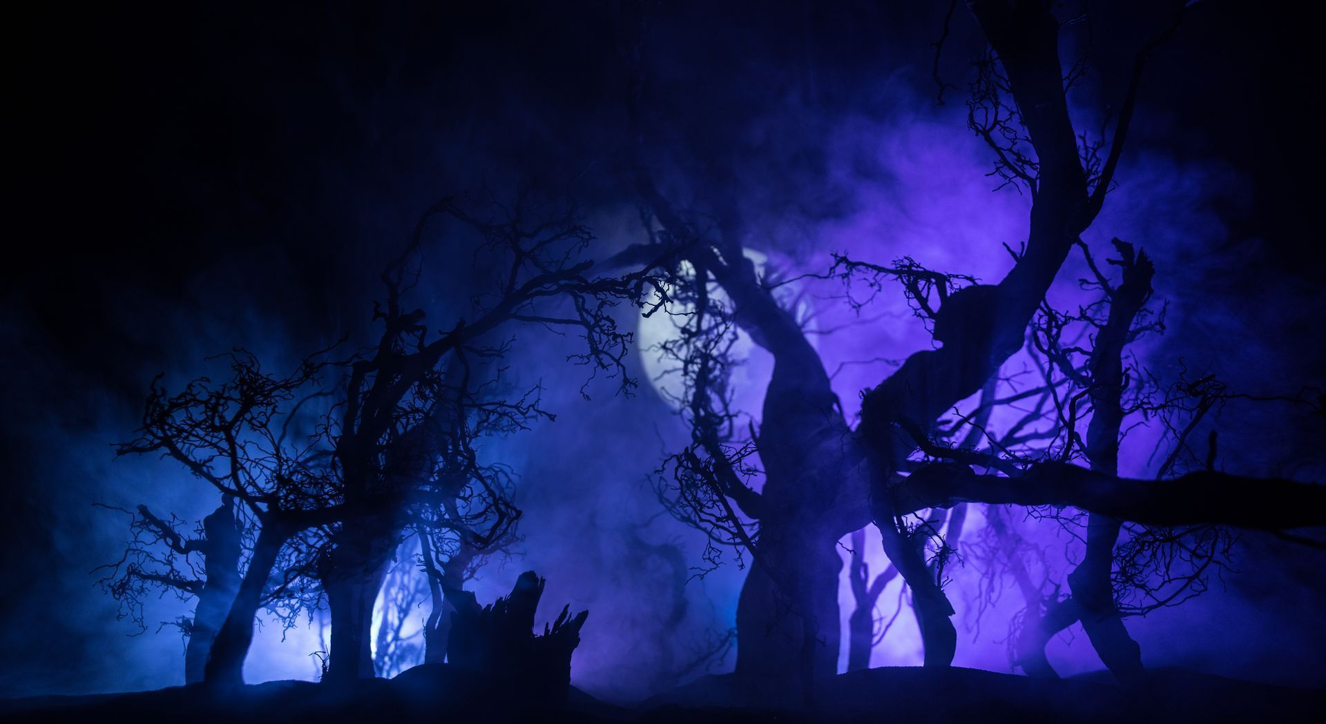 Silhouettes de banches d'arbre dans la nuit avec lune en arrière-plan