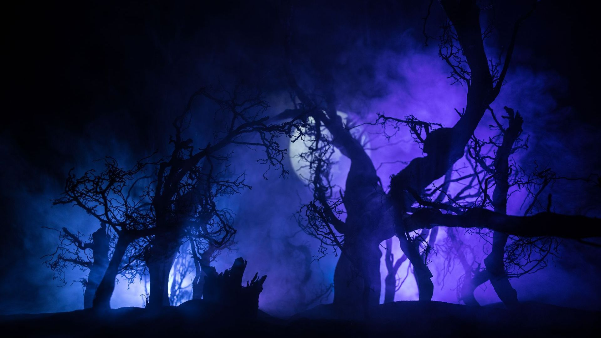 Forêt éclairée d'une lumière bleue