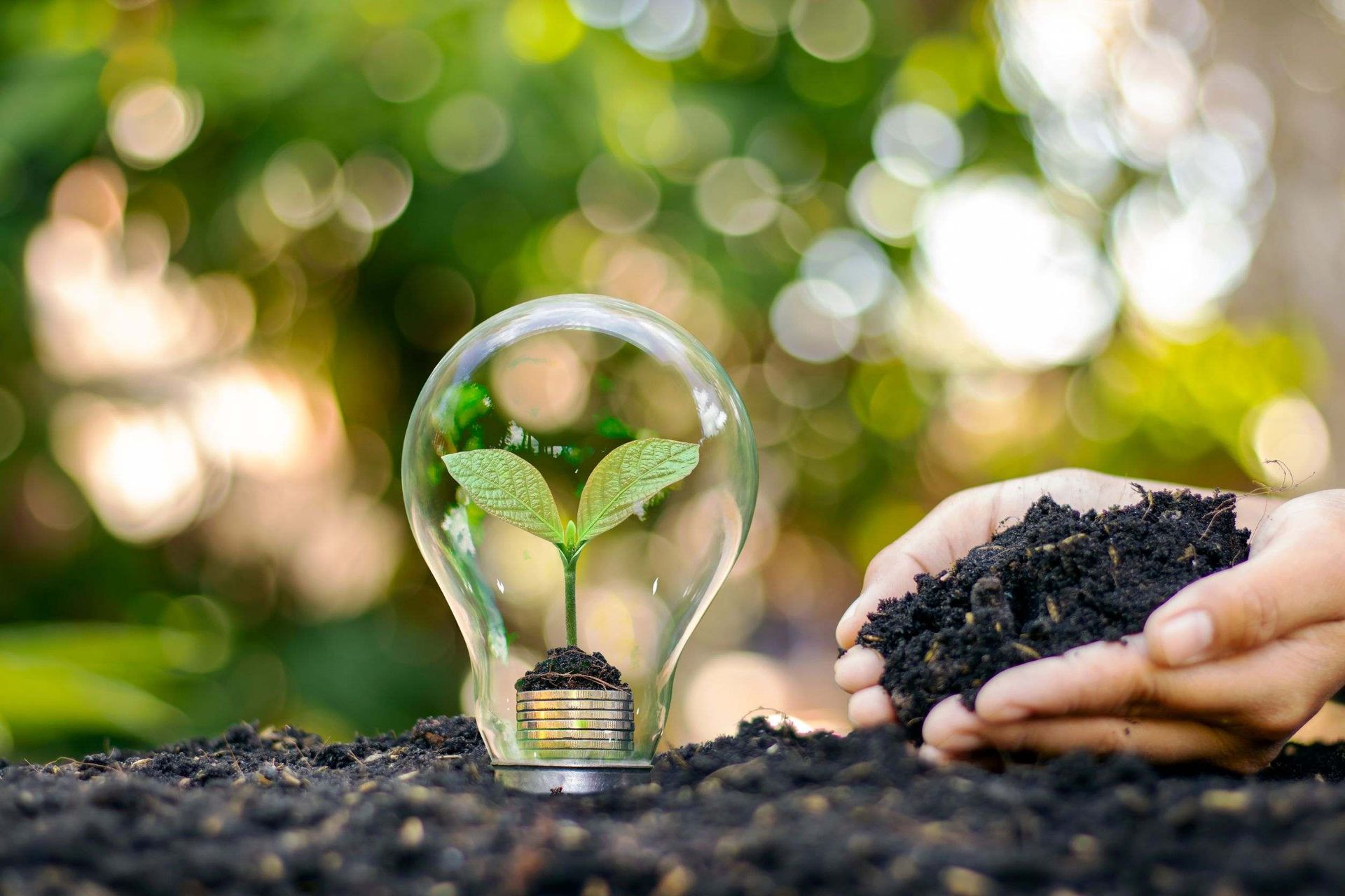 Una persona sostiene una bombilla con una planta creciendo en ella.