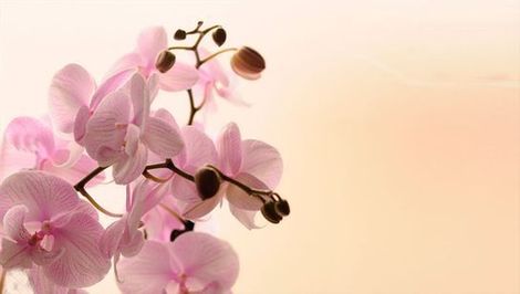 Un ramo de orquídeas rosas sobre un fondo blanco.