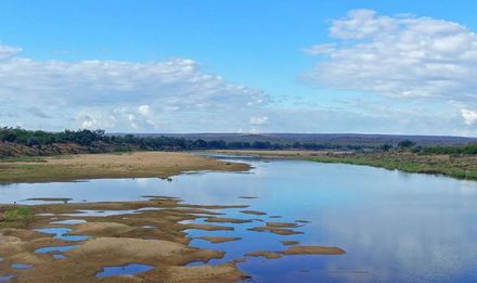 Un ancho río refleja el cielo azul y las nubes. Orillas pantanosas conducen a la arboleda.