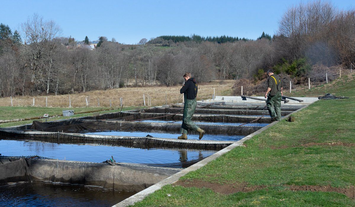 Pisciculture De Bernay Et Ses étangs De Pêche Photos