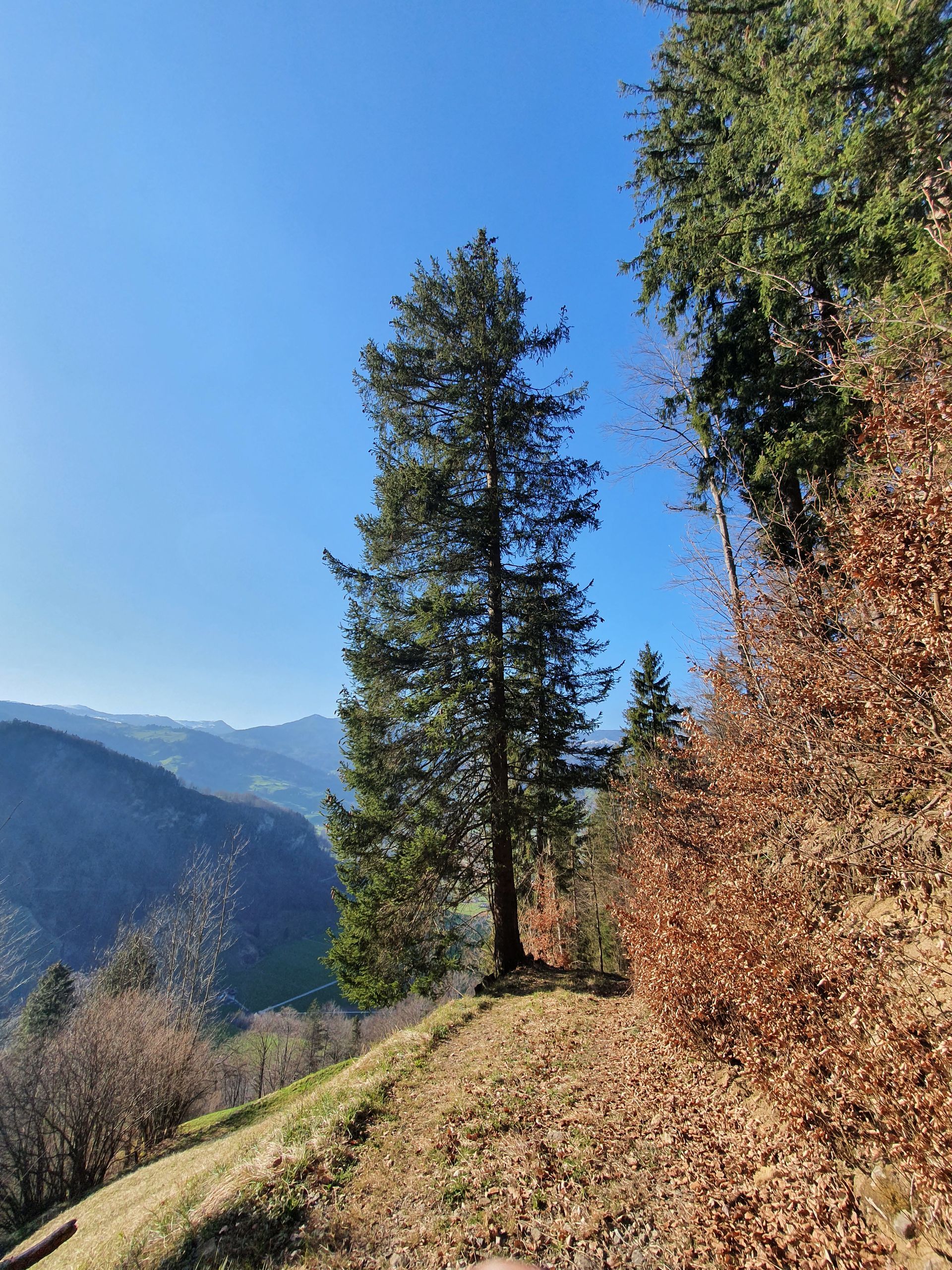 Vierwaldstättersee, Schweiz. Türkisfarbenes Wasser, Metallbrücke zu einem kleinen Turm, grüne Hügel, weiße Blumen im Vordergrund.