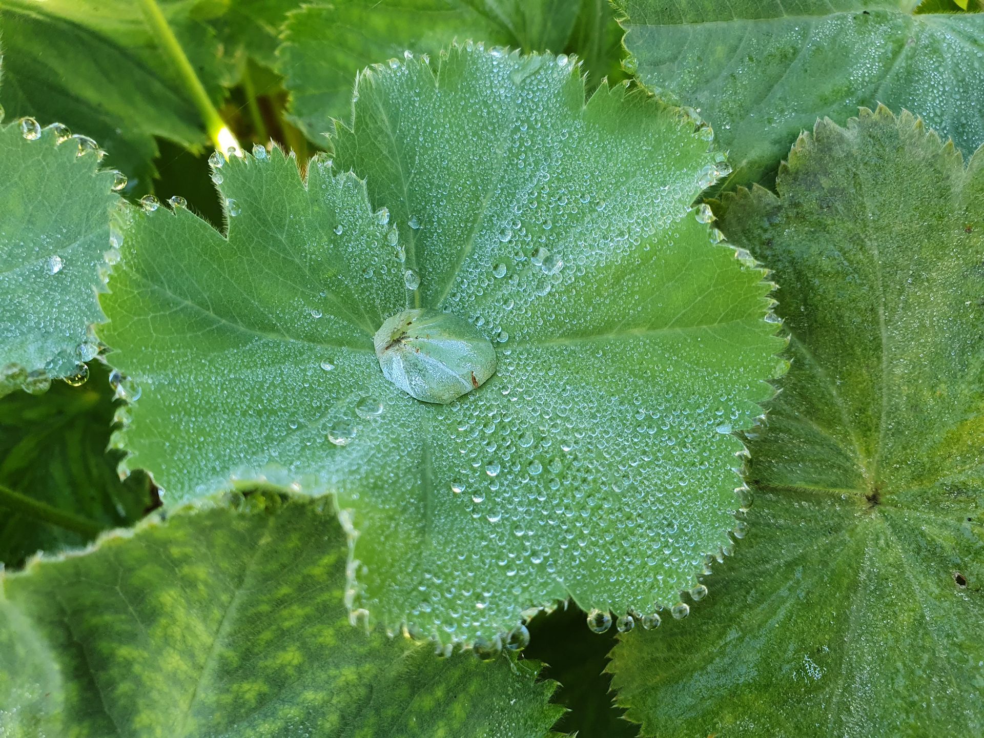 Brennende weiße Stumpenkerzen in einem schwarzen Tablett, mit einer grünen Kerze im Hintergrund, erzeugen ein warmes, entspannendes Licht.