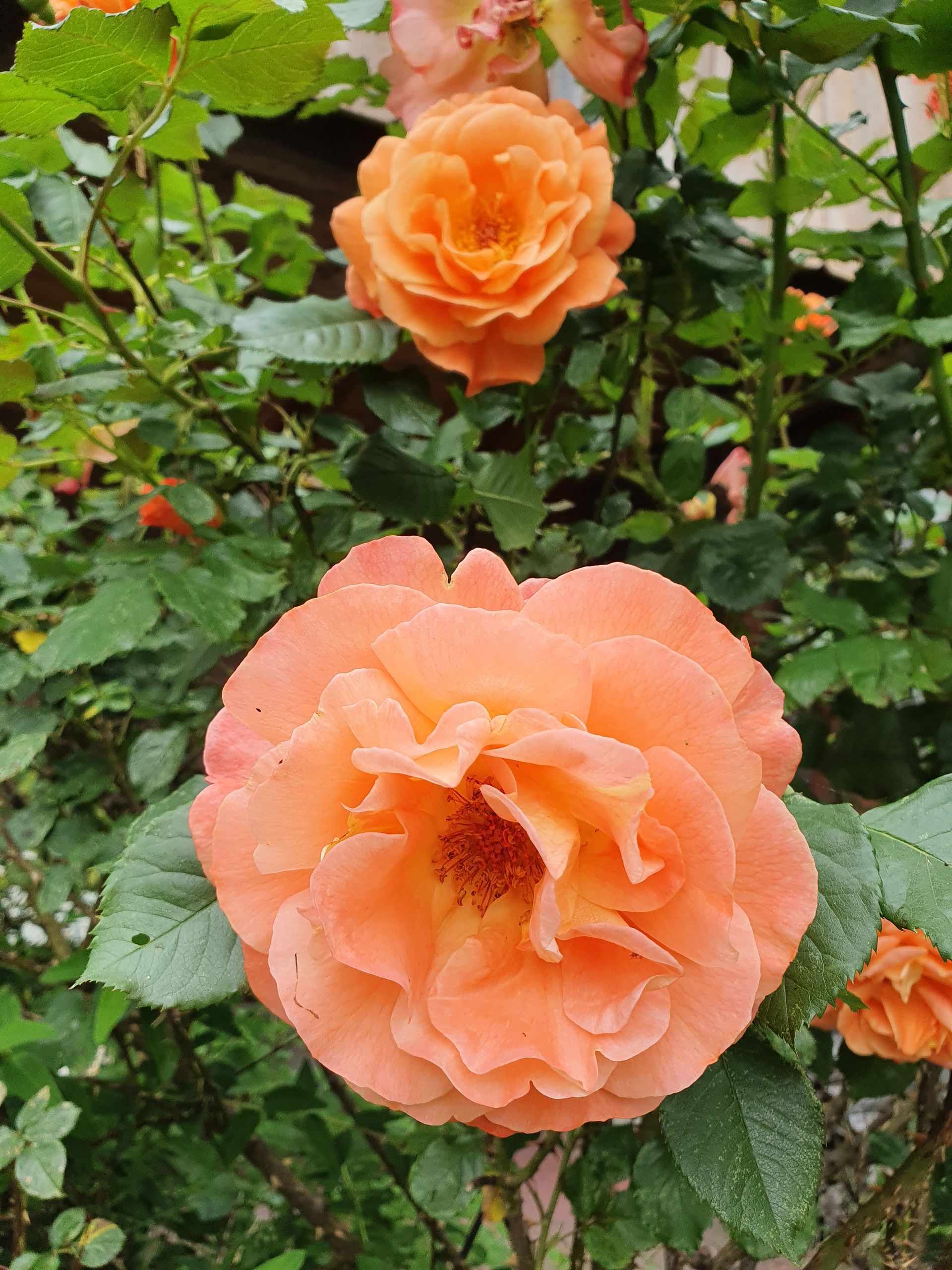 Schlafzimmer mit Dachschräge, Fenster, Bücherregal, Sofa und Lampe.