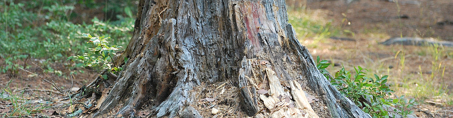 Dessouchage : tronc d'arbre