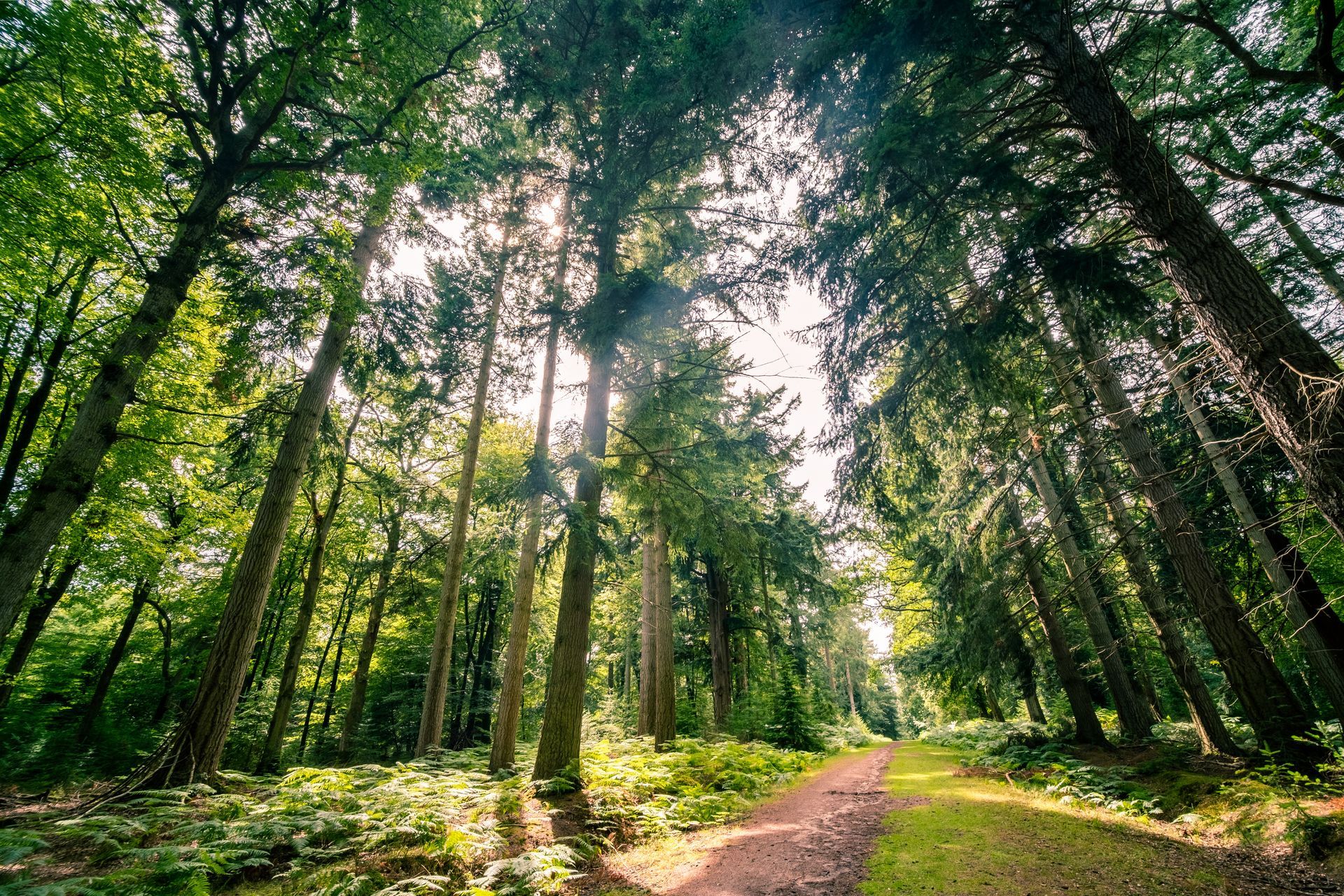 Chemin au milieu d'une forêt