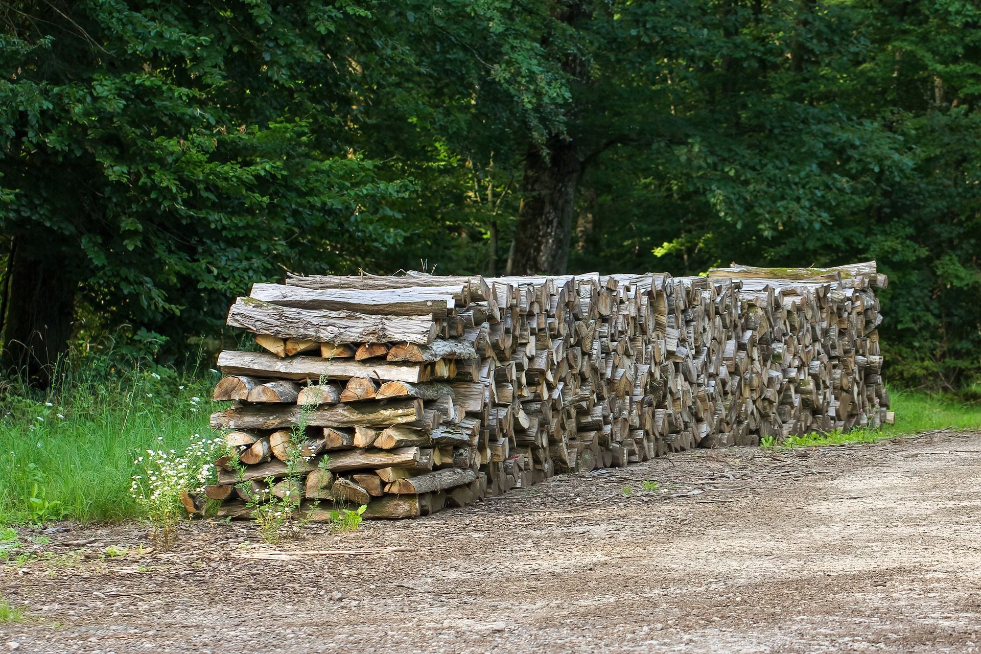 Stères de bois en forêt