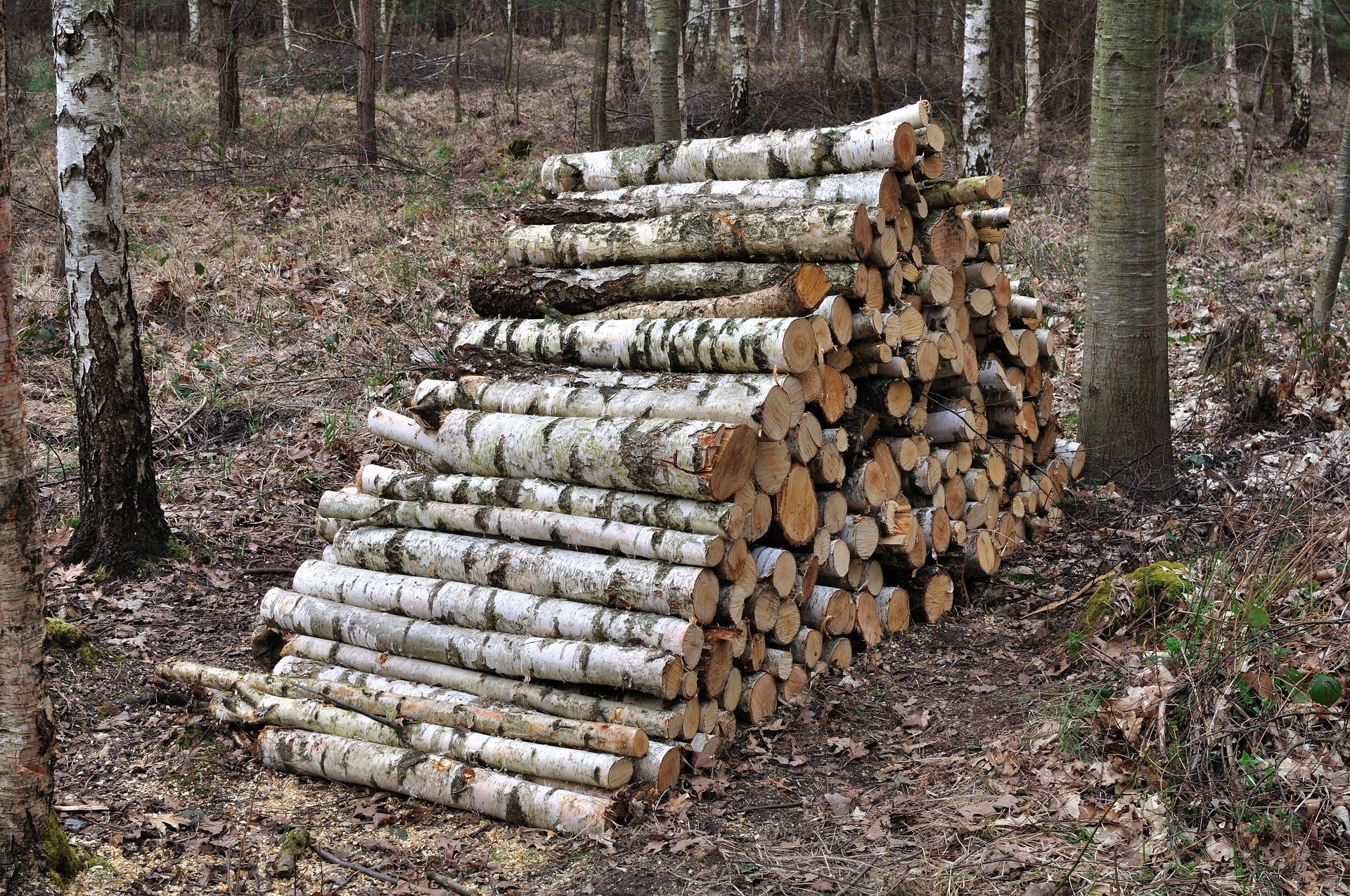 Stères de bois en forêt