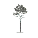 Exploitation forestière