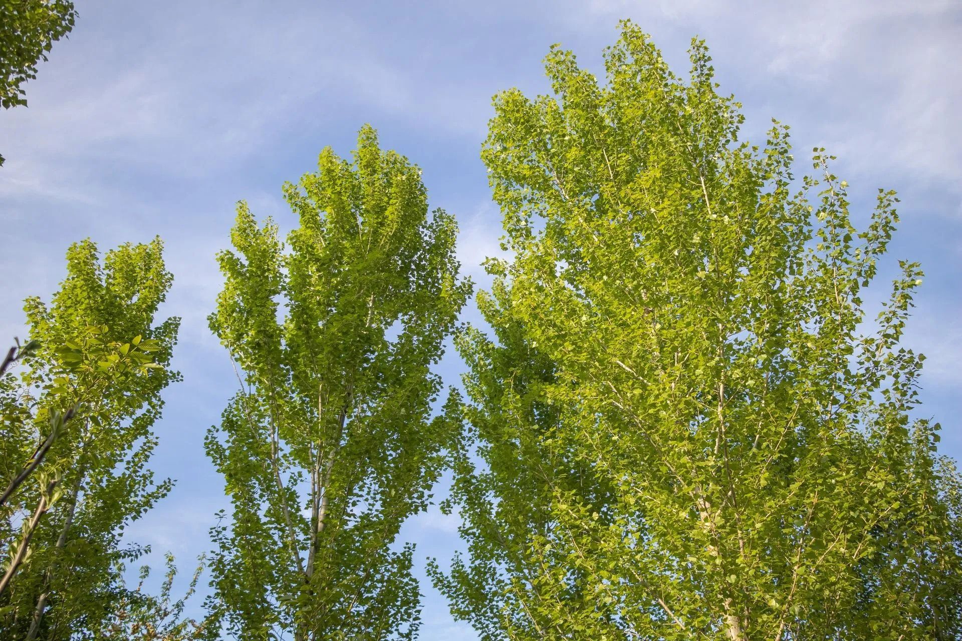 Paillis brun composé d'un mélange de morceaux de bois et de fibres déchiquetées.