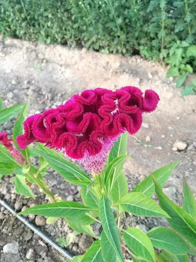 Un primer plano de una flor violeta con hojas verdes en un jardín.