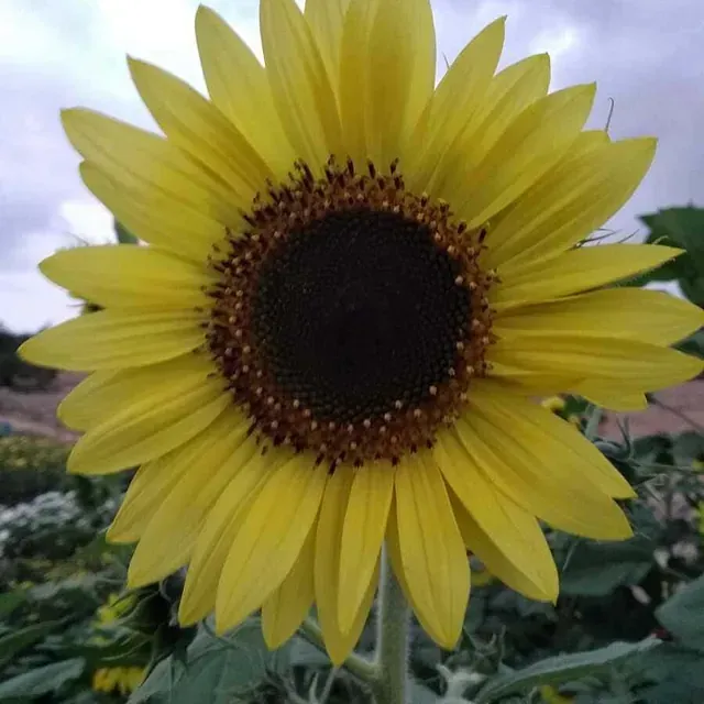 Un primer plano de un girasol con un cielo nublado al fondo.