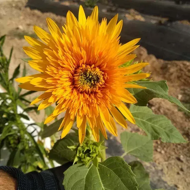 Un primer plano de una flor amarilla con hojas verdes.