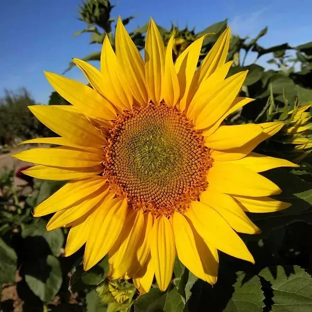 Un primer plano de un girasol con un cielo azul de fondo.