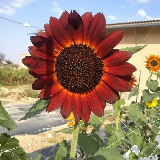 Un primer plano de un girasol rojo con un centro amarillo.
