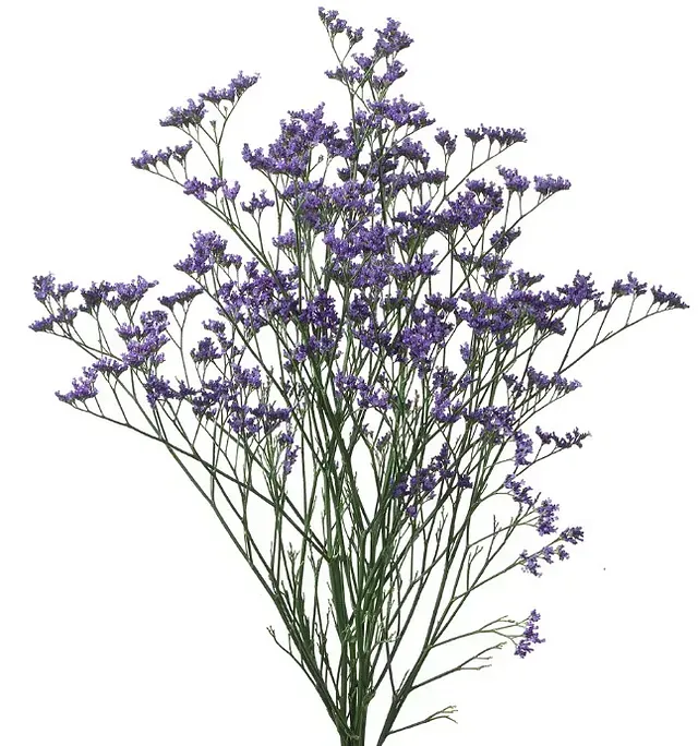 Un ramo de flores moradas sobre un fondo blanco.