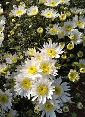 Un ramo de margaritas blancas con centros amarillos