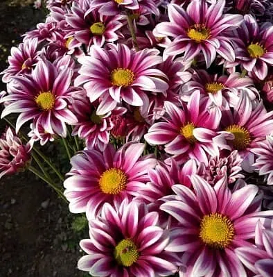 Un ramo de flores moradas y blancas con un centro amarillo.